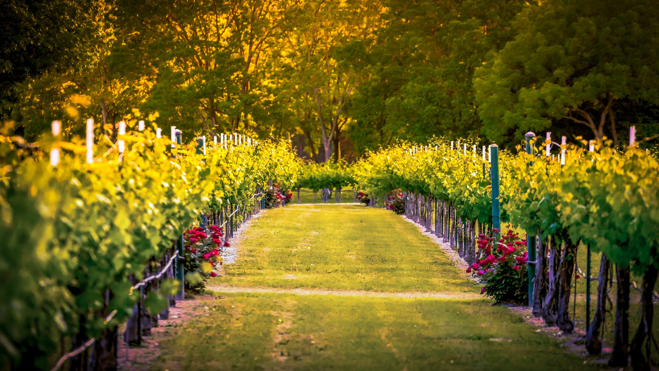 Winery Sunset